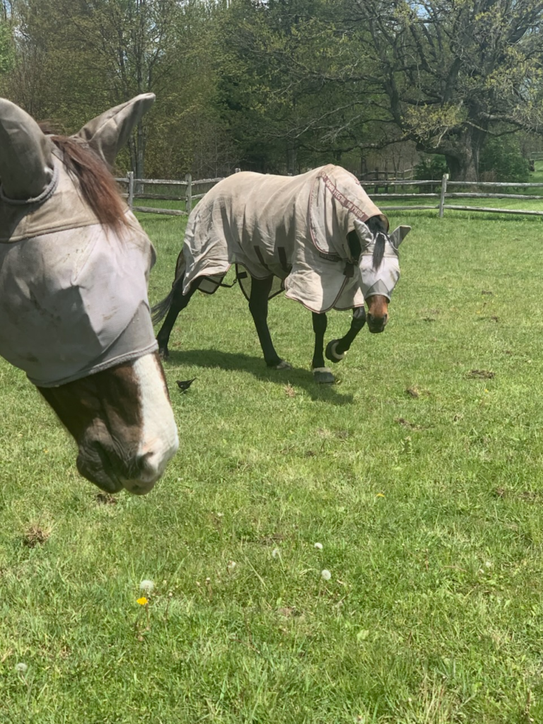 Equine-assisted psychotherapy session at Veselka Farms, Pataskala, Ohio