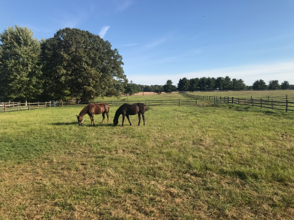 Therapist guiding a client through equine-assisted therapy with a horse inside a serene indoor arena at Veselka Farms in Pataskala, Ohio.